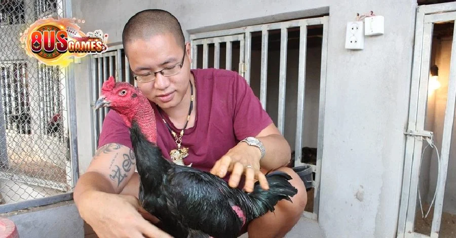 chăm sóc gà sau mỗi trận đấu