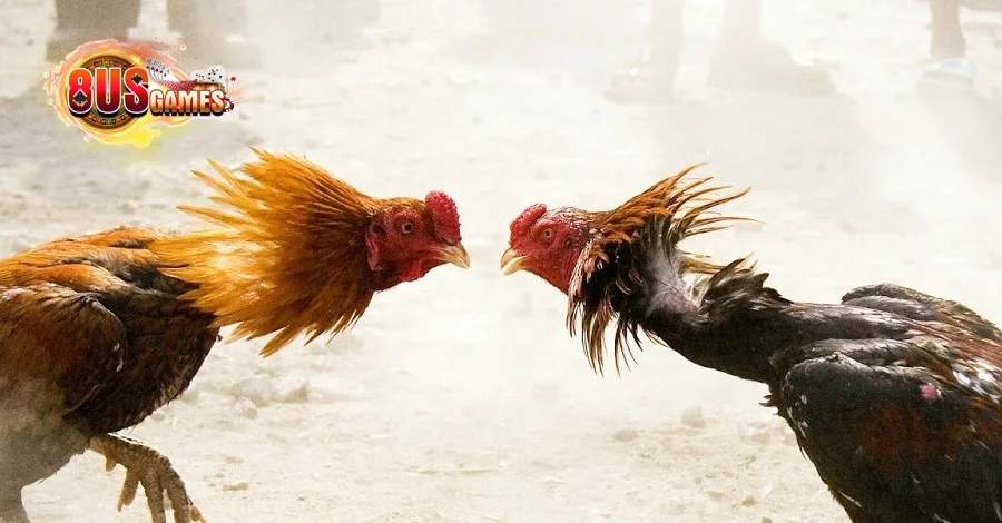 mẹo đá gà cựa dao